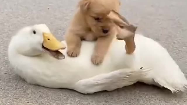 Funny Animal Videos - Awesome Funny Pet Animals | Cute Animals | Super Funny Dog Videos