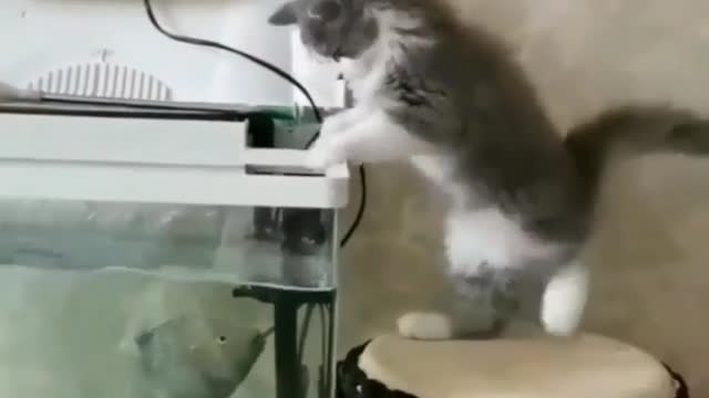 Cat funny video part-32