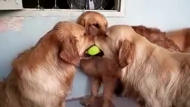 Golden Ball fight