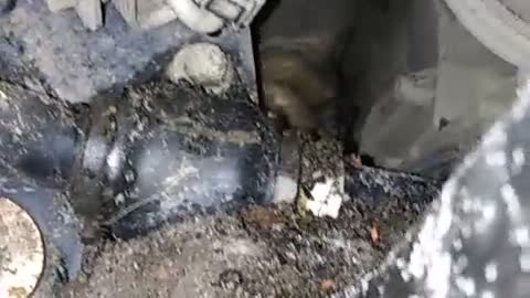 Lucky Little Kitten Rescued from Land Rover