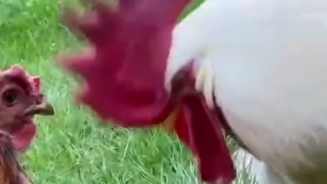 CHEATED HUSBAND!