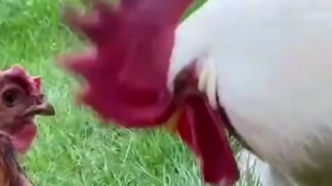 CHEATED HUSBAND!