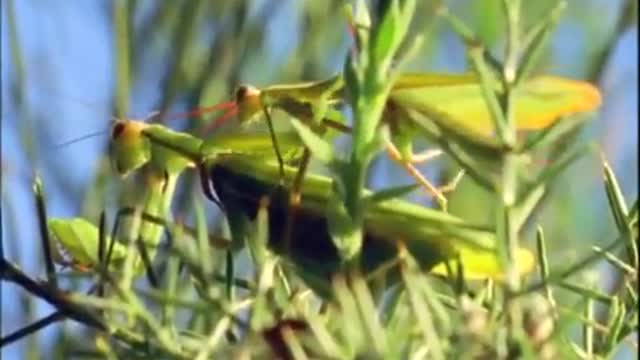 Mantis Mating | Wildlife On One: Enter The Mantis | BBC Earth