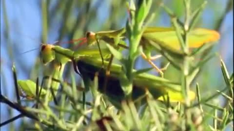 Mantis Mating | Wildlife On One: Enter The Mantis | BBC Earth