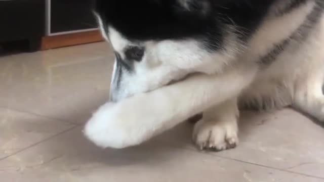Compilation of funny variations of animals