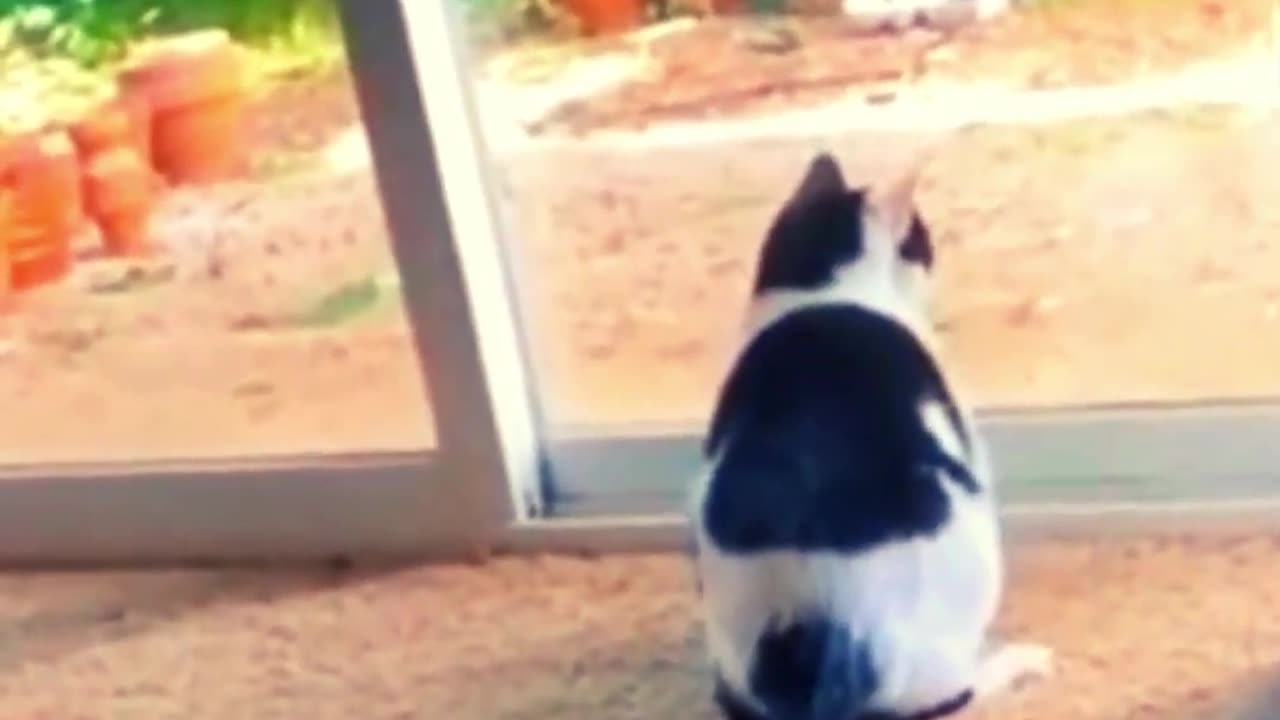 Funny_animals:_The_funniest_funny_cats_and_dogs_me