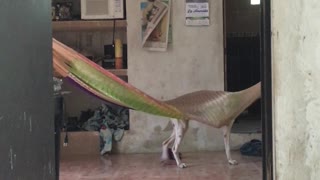 Doggo Learns How to Sleep in Hammock