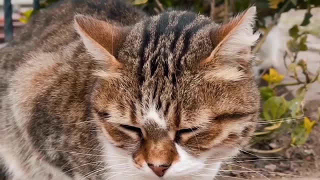 Video of a Outdoor CatClose Up Video of a Cat