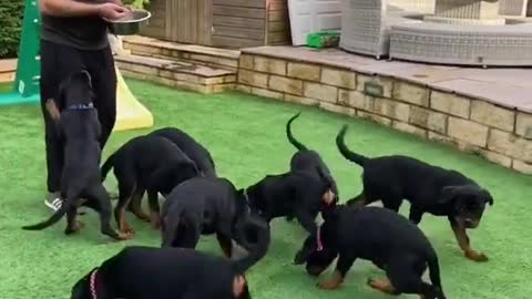 Rottweiler Puppy interaction , Bit of social feeding and basic recall #rottweiler