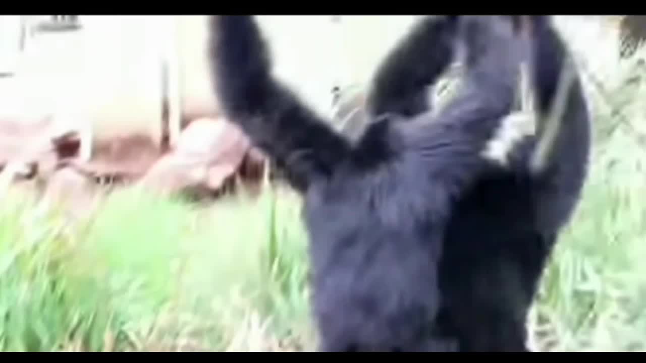 Siamang apes go wild.......