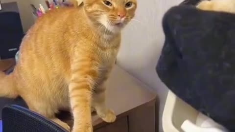 Funny Cat videos