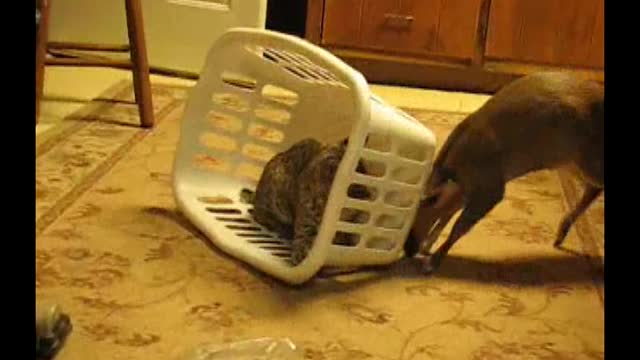 Muntjac Deer Traps A Bobcat Kitten In A Laundry Basket