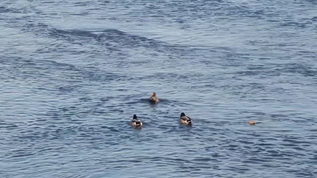 The Three Unknown Ducks by the River