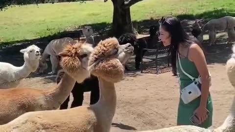 #dog #cat #camel #mouse #animals #ShowUrGrillSkillz #funnyvideos #funnyanimals #foryoupage #fyp