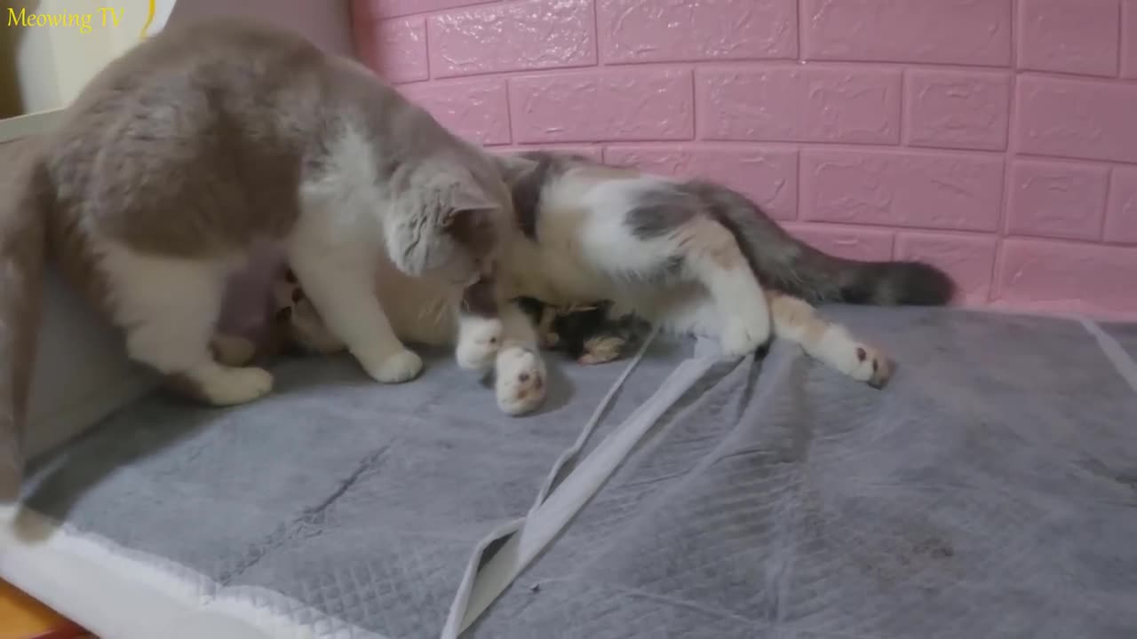 The mother cat giving birth with difficulty is always visited by another interested cat - The E-15