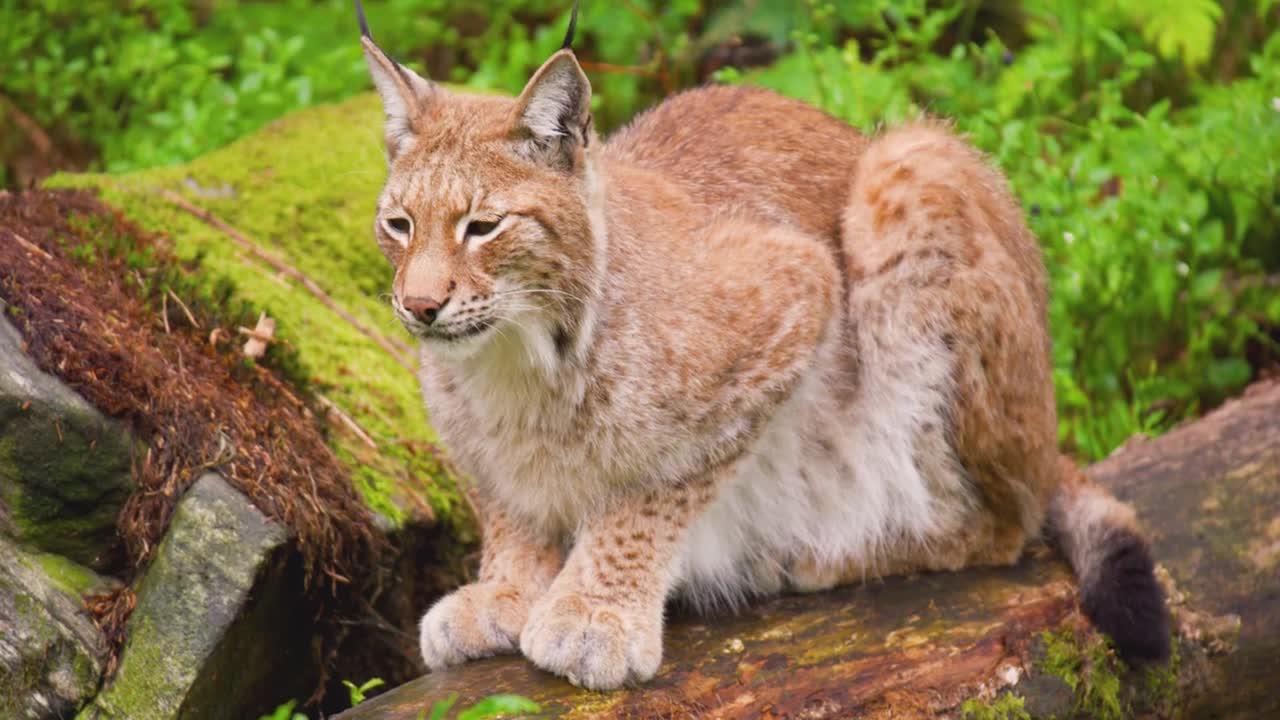 Alert lynx sitting on fallen tree in forest