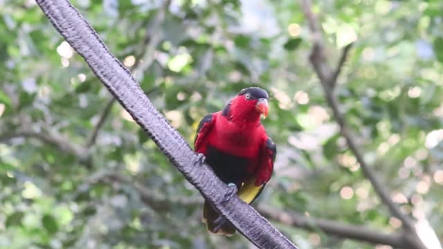 black capped lory parrot species (04)