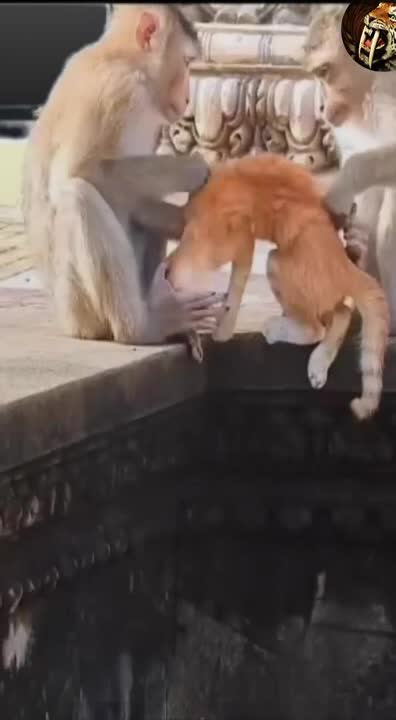 Two monkeys doing a strange thing