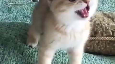 Cute cat deny