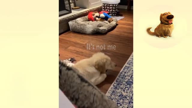 The puppy is not to blame