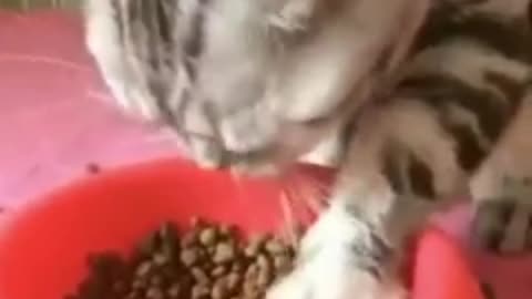 polite cat eating 🍲🐈