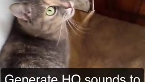 Sound that attract cats