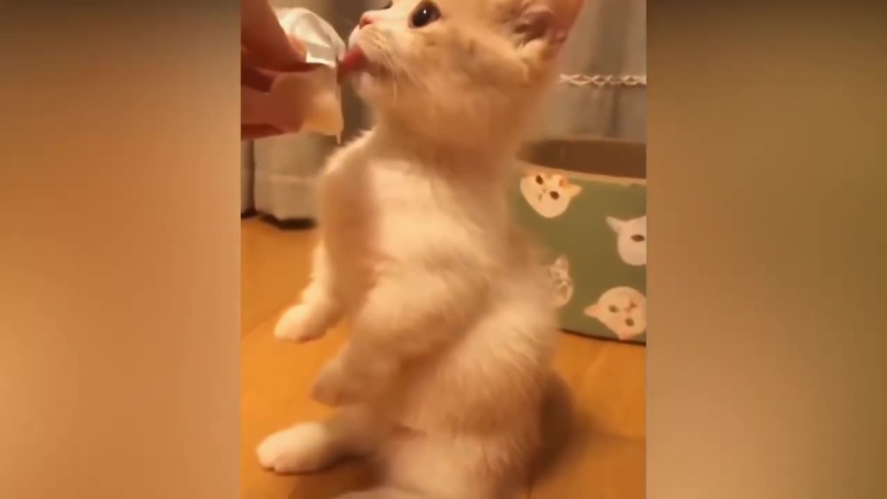 Cuteness of animals compilation