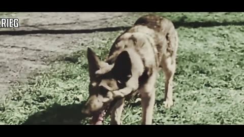 📽️ Hitler with his dog Blondi 1942 [HD Color]