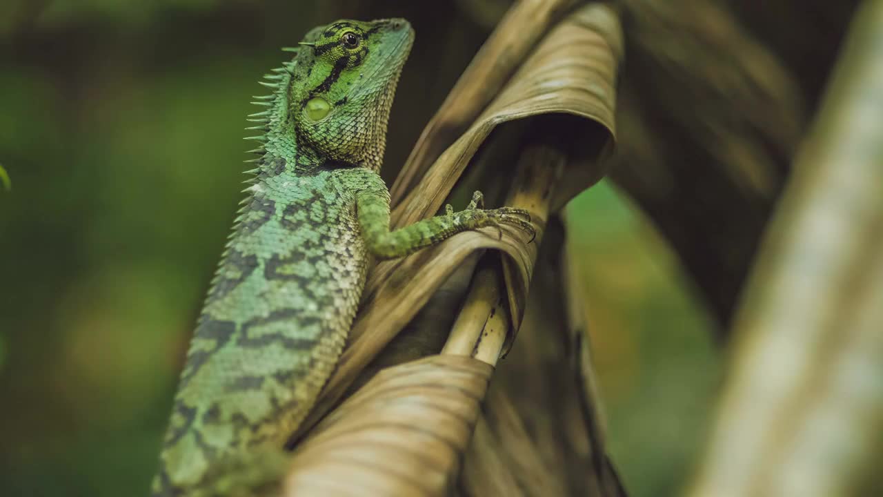 Lizard with stump, Calotes emma on Banan Leaf, Krabi, Thailand