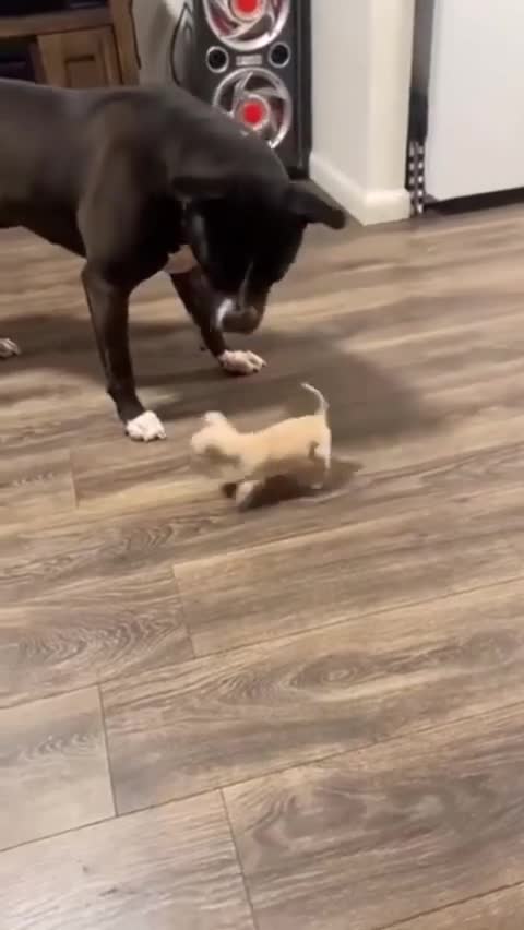 🤣#FUNNY DOGS 🐶 #Chihuahua TOP SHORTS #CUTEST SUPER #PETS #PUPPIES TRY NOT TO LAUGH 2022