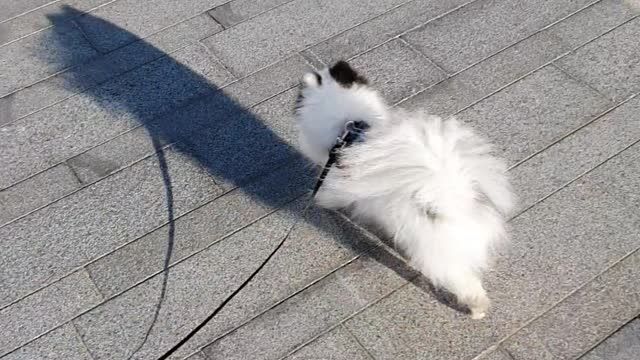 a dog taking a walk on a windy day