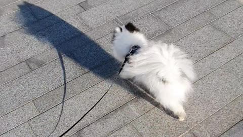 a dog taking a walk on a windy day