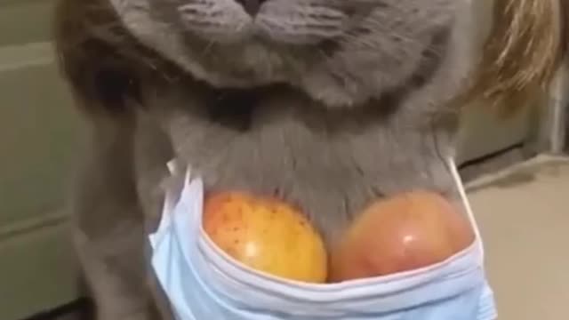 My Cat reactions tha cat