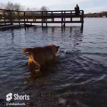 Dog LOVES to Splash BUT is Also Very Upset About It