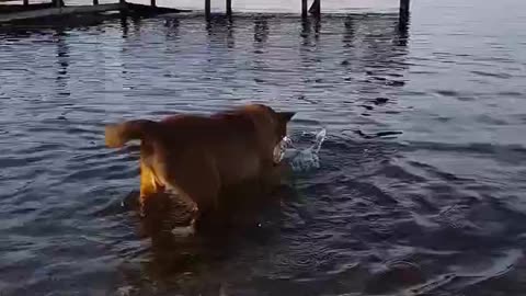 Dog LOVES to Splash BUT is Also Very Upset About It