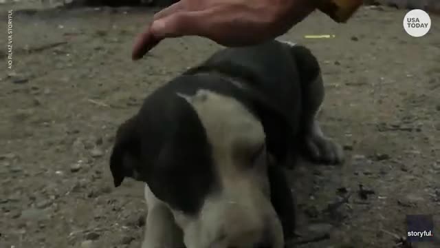 Puppy rescued as McKinney Fire burns over 50,000 acres in California