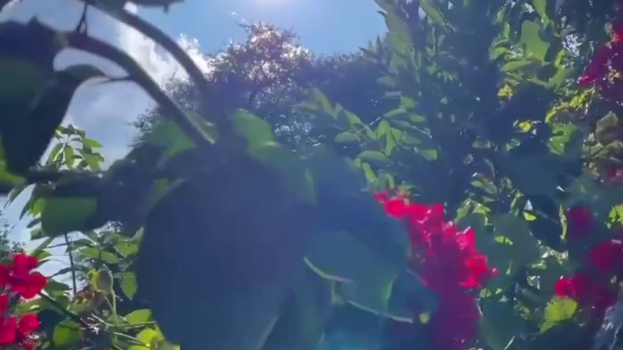 Flower Is Always Beautiful
