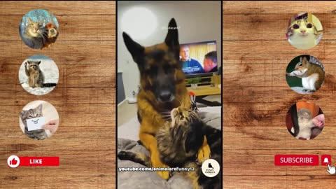 Funny Animals Fight