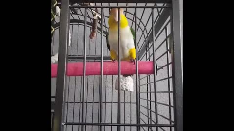 Best Funny Animals Video 2022 - Newest Cats😹 and Dogs🐶 Videos of the Week!