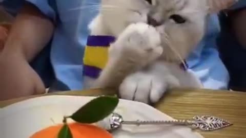 CAT CUTE SO FUNNY