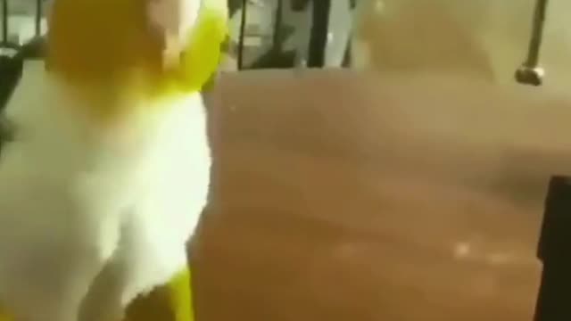 Dancing parrot