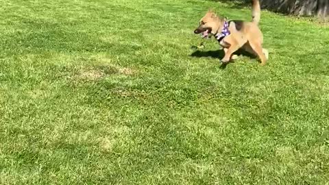 Aussie puppy herding a big German Shepherd