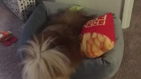 Brown dog smelling grey dog bed