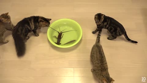 Japanese spiny lobster vs Cat 猫vs伊勢海老