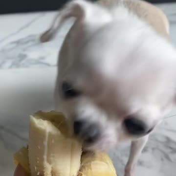 cutest and funniest and most beautiful dogs 20/21