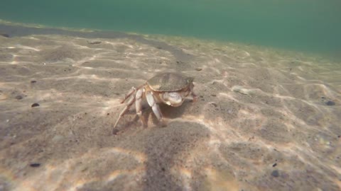 An ocean crab walking along ocean sandy floor