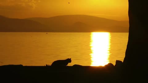 Cat on the beach at sunset time