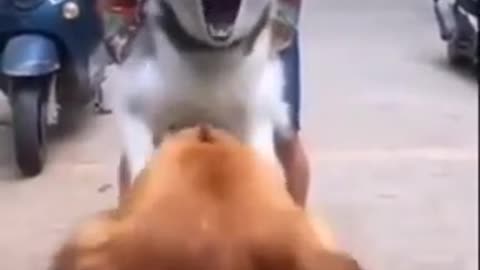 cute dog funny video| you ever seen | funny dog act|