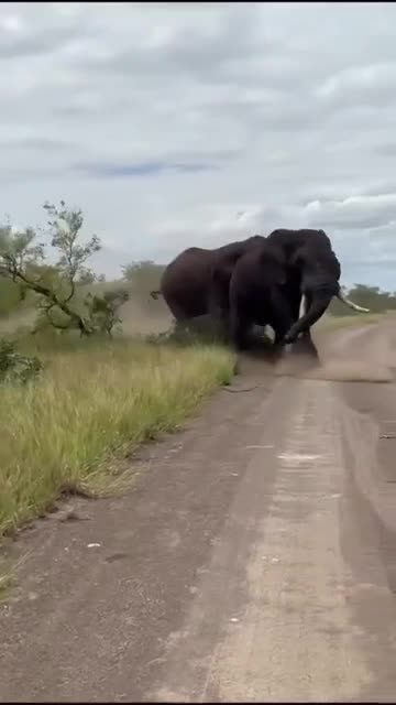 Two massive elephant bulls start a big fight