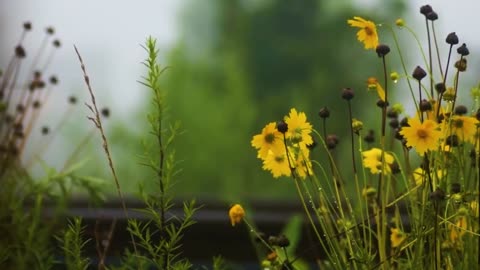 Spring rain flower